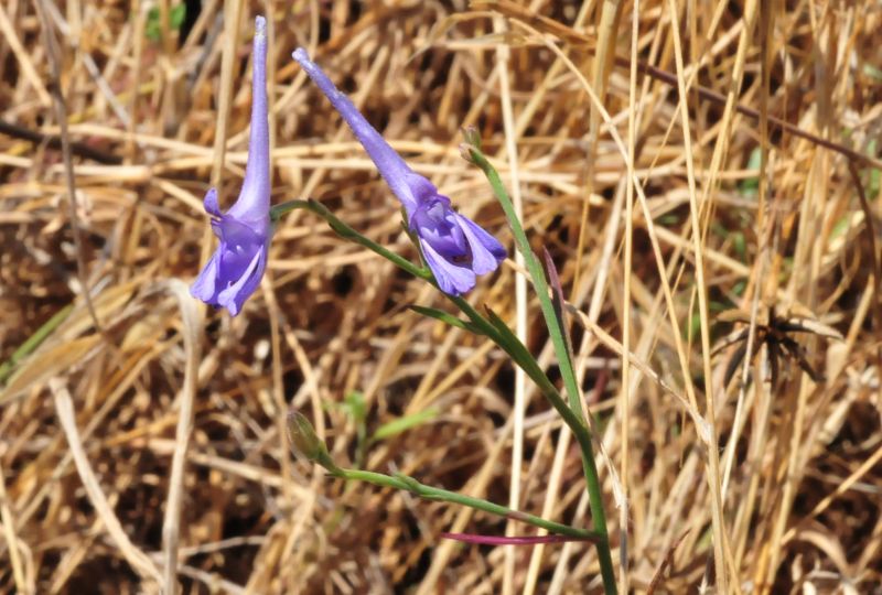 Delphinium peregrinum ??